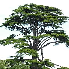 Vivaio castelletto cedro usato  Spedito ovunque in Italia 