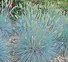 Blue fescue ornamental for sale  Delivered anywhere in UK