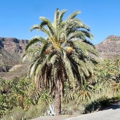 Phoenix canariensis seeds for sale  Delivered anywhere in USA 