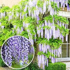 Wisteria sinensis blue for sale  Delivered anywhere in UK