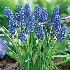 Votaniki muscari armeniacum for sale  Delivered anywhere in USA 