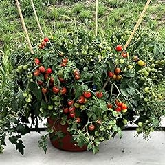 Tomato plants ready for sale  Delivered anywhere in UK