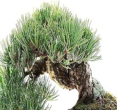 Big pack bonsai for sale  Delivered anywhere in USA 