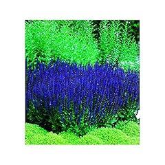 Park seed blue for sale  Delivered anywhere in USA 