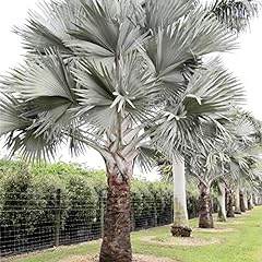 Bismarck palm seeds for sale  Delivered anywhere in USA 