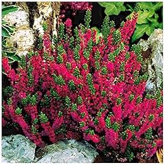 Scottish heather calluna for sale  Delivered anywhere in Ireland