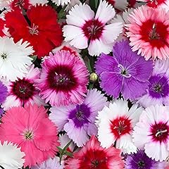 Dianthus corona mixed for sale  Delivered anywhere in UK