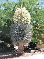 Yucca rigida yuca usato  Spedito ovunque in Italia 