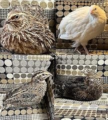 110 jumbo coturnix for sale  Delivered anywhere in USA 