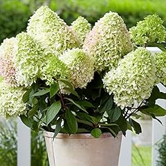 Hydrangea little fresco for sale  Delivered anywhere in UK