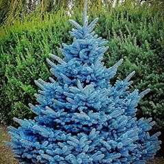 Blue spruce seeds for sale  Delivered anywhere in USA 