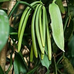 Green vanilla orchid for sale  Delivered anywhere in USA 