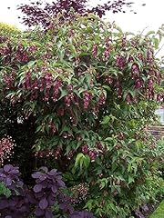 Leycesteria formosa purple for sale  Delivered anywhere in UK
