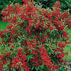 Gardenersdream weigela red for sale  Delivered anywhere in UK