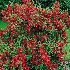 Weigela red prince for sale  Delivered anywhere in UK