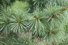 Korean pine source for sale  Delivered anywhere in USA 