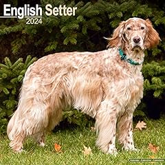 English setter calendar for sale  Delivered anywhere in Ireland