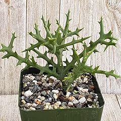 Euphorbia stenoclada cacti for sale  Delivered anywhere in USA 