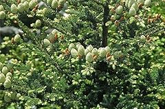 Rare plant tree for sale  Delivered anywhere in USA 