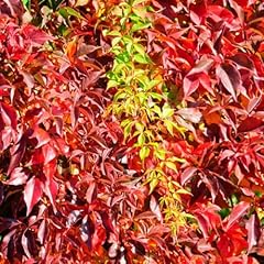 Parthenocissus quinquefolia en for sale  Delivered anywhere in UK