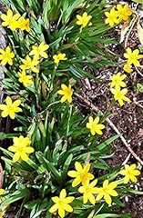 Sisyrinchium californicum gold for sale  Delivered anywhere in UK