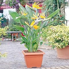 Strelitzia indoor house for sale  Delivered anywhere in UK