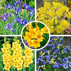 Flower bulbs blue for sale  Delivered anywhere in Ireland