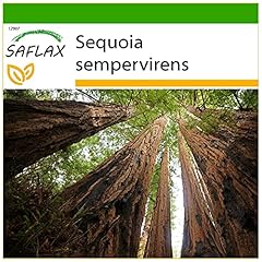 Saflax sequoia sempreverde usato  Spedito ovunque in Italia 