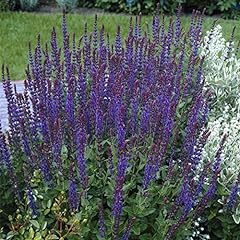 Van zyverden salvia for sale  Delivered anywhere in USA 