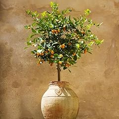 Brighter blooms calamondin for sale  Delivered anywhere in USA 
