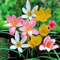 Mixed rain lily for sale  Delivered anywhere in USA 