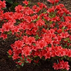 Azalea japonica range gebraucht kaufen  Wird an jeden Ort in Deutschland