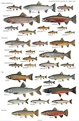 Picture peddler trout for sale  Delivered anywhere in USA 
