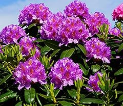 Direct plants rhododendron for sale  Delivered anywhere in UK