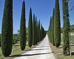 Cipresso nero cupressus usato  Spedito ovunque in Italia 