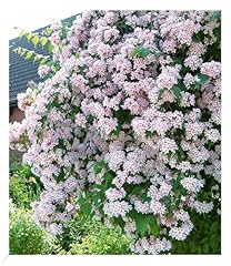 Baldur garten rosa gebraucht kaufen  Wird an jeden Ort in Deutschland