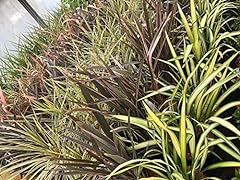 Phormium evening glow for sale  Delivered anywhere in Ireland