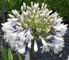 Agapanthus queen mum for sale  Delivered anywhere in Ireland