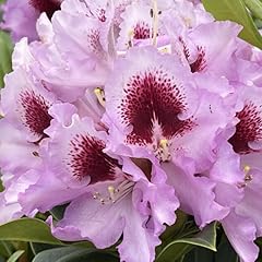 Pink rhododendron live for sale  Delivered anywhere in USA 