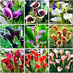100 pcs calla for sale  Delivered anywhere in USA 