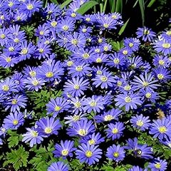 Votaniki anemone blanda for sale  Delivered anywhere in USA 