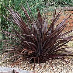 Phormium bronze baby for sale  Delivered anywhere in UK