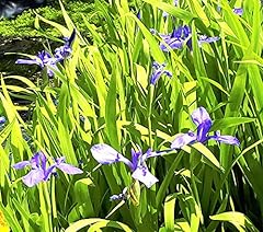 Iris laevigata smooth for sale  Delivered anywhere in UK