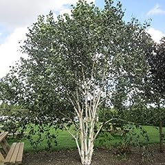 Betula utilis jacquemontii for sale  Delivered anywhere in UK