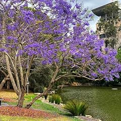 Chuxay garden jacaranda for sale  Delivered anywhere in USA 