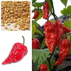 Dorset naga morich usato  Spedito ovunque in Italia 