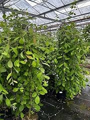 Salix caprea kilmarnock for sale  Delivered anywhere in UK