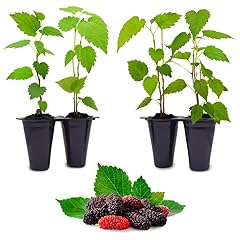 Mulberry dwarf everbearing for sale  Delivered anywhere in USA 