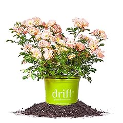 Peach drift rose for sale  Delivered anywhere in USA 