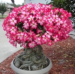 Adenium besum wüstenrose gebraucht kaufen  Wird an jeden Ort in Deutschland